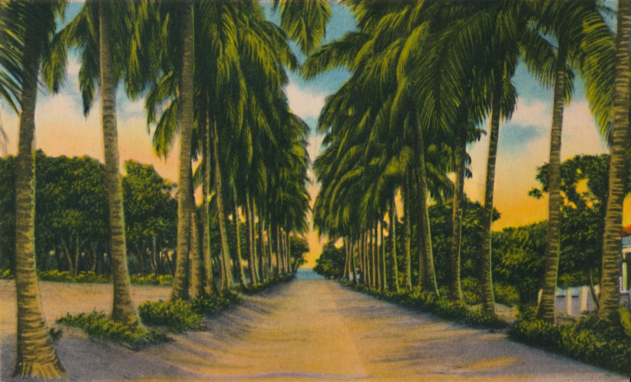 Avenida de los Cocoteros, Barranquilla, c1940s de Unbekannt