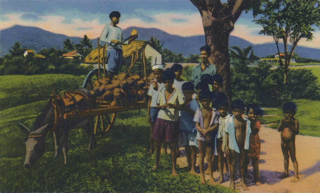 Vendedor de cocos, Trinidad, B.W.I., c. 1940s de Unbekannt