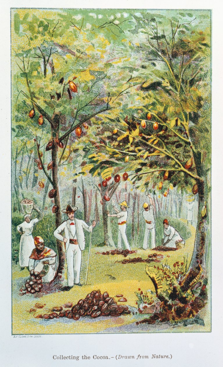 Recolección de cacao, Venezuela, 1892 de Unbekannt