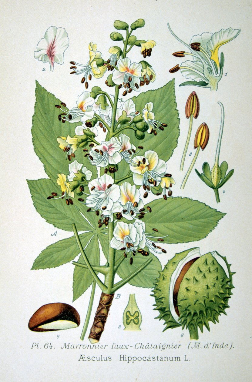 Castaño de Indias común, 1893 de Unbekannt