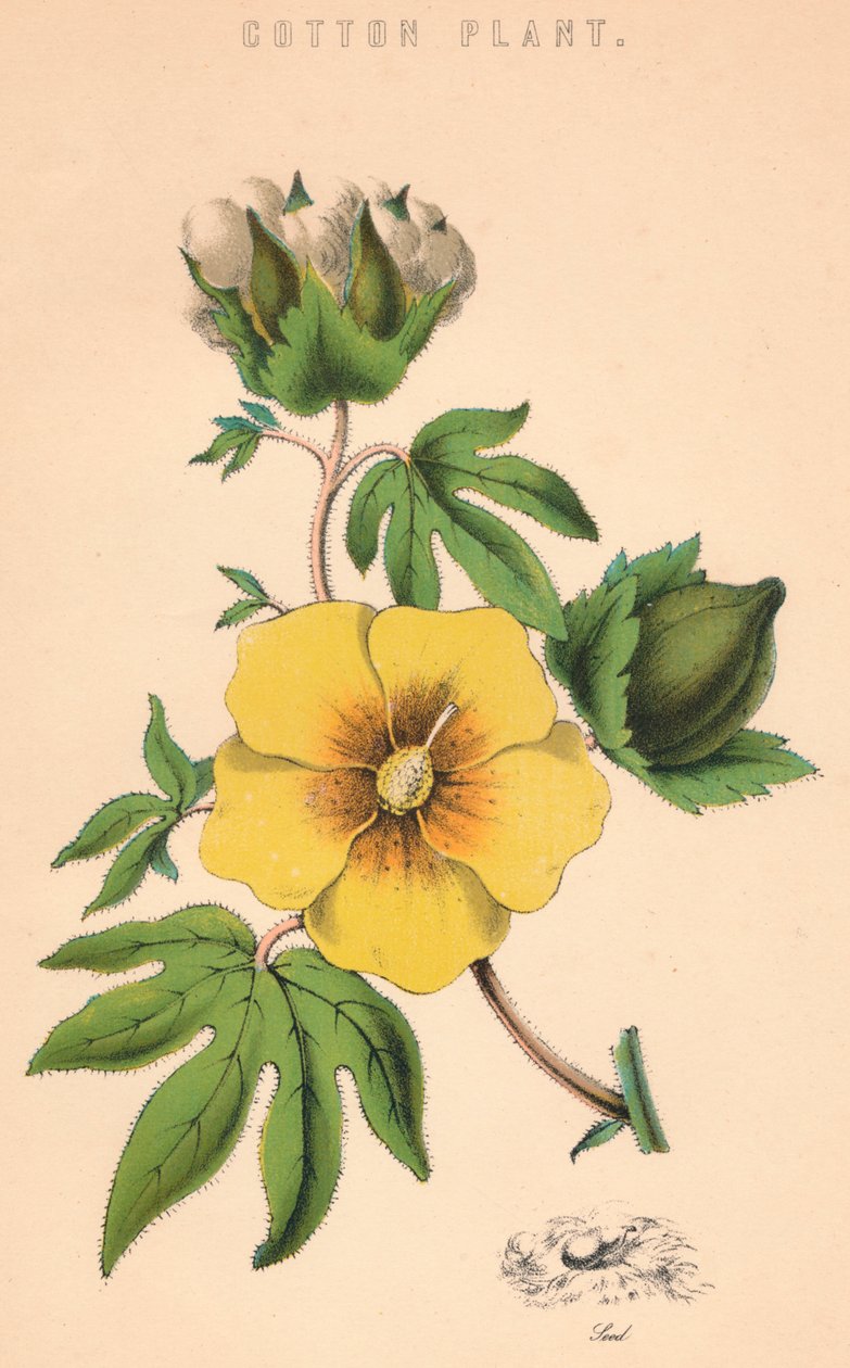 Planta de algodón, siglo XIX de Unbekannt