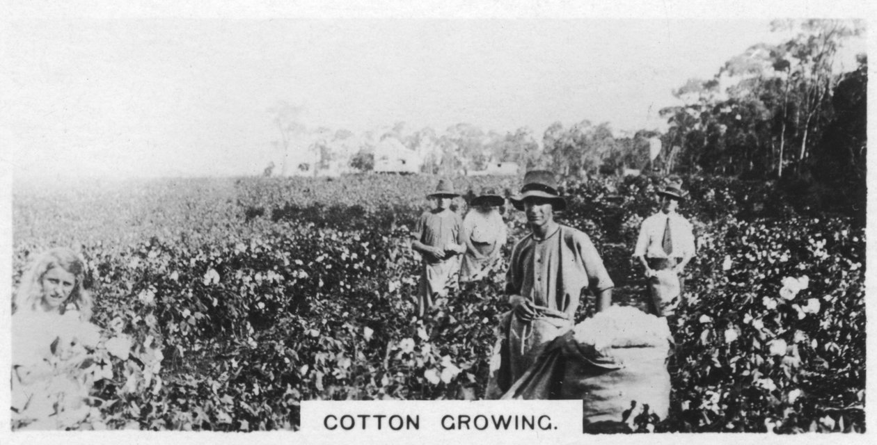 Recolección de algodón, Australia, 1928 de Unbekannt