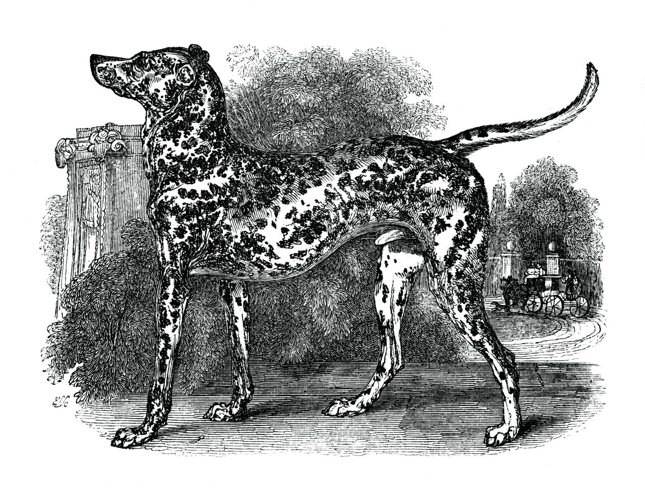 Perro dálmata, 1848 de Unbekannt