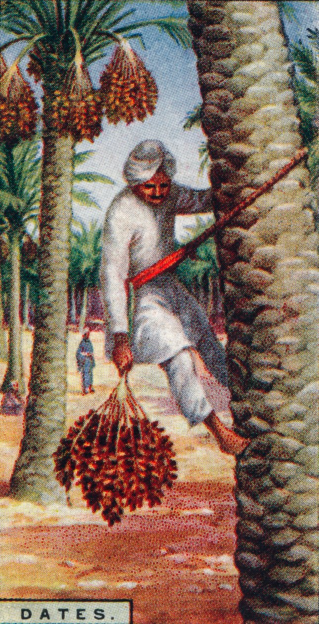 Fechas. - Recolección de la fruta, N. África, 1928 de Unbekannt