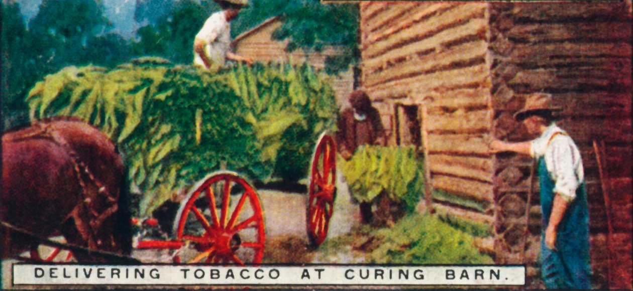 Entregando Tabaco en el Granero de Curado de Unbekannt
