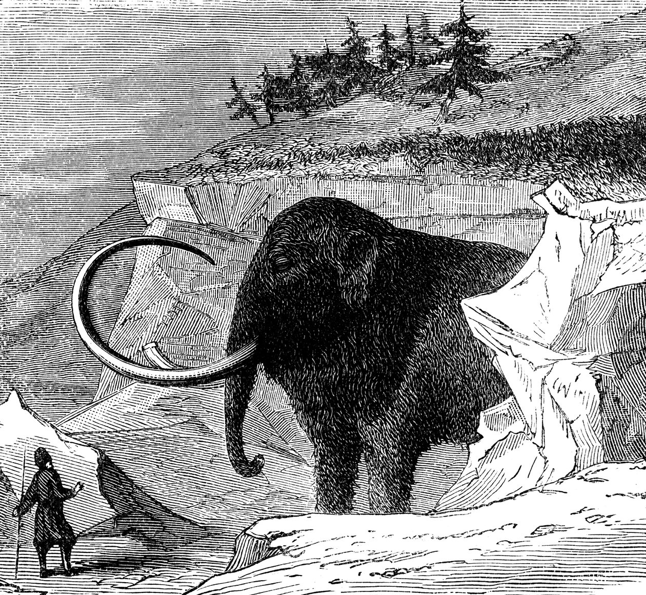 Descubrimiento de un mamut lanudo, 1779 c. 1870 de Unbekannt