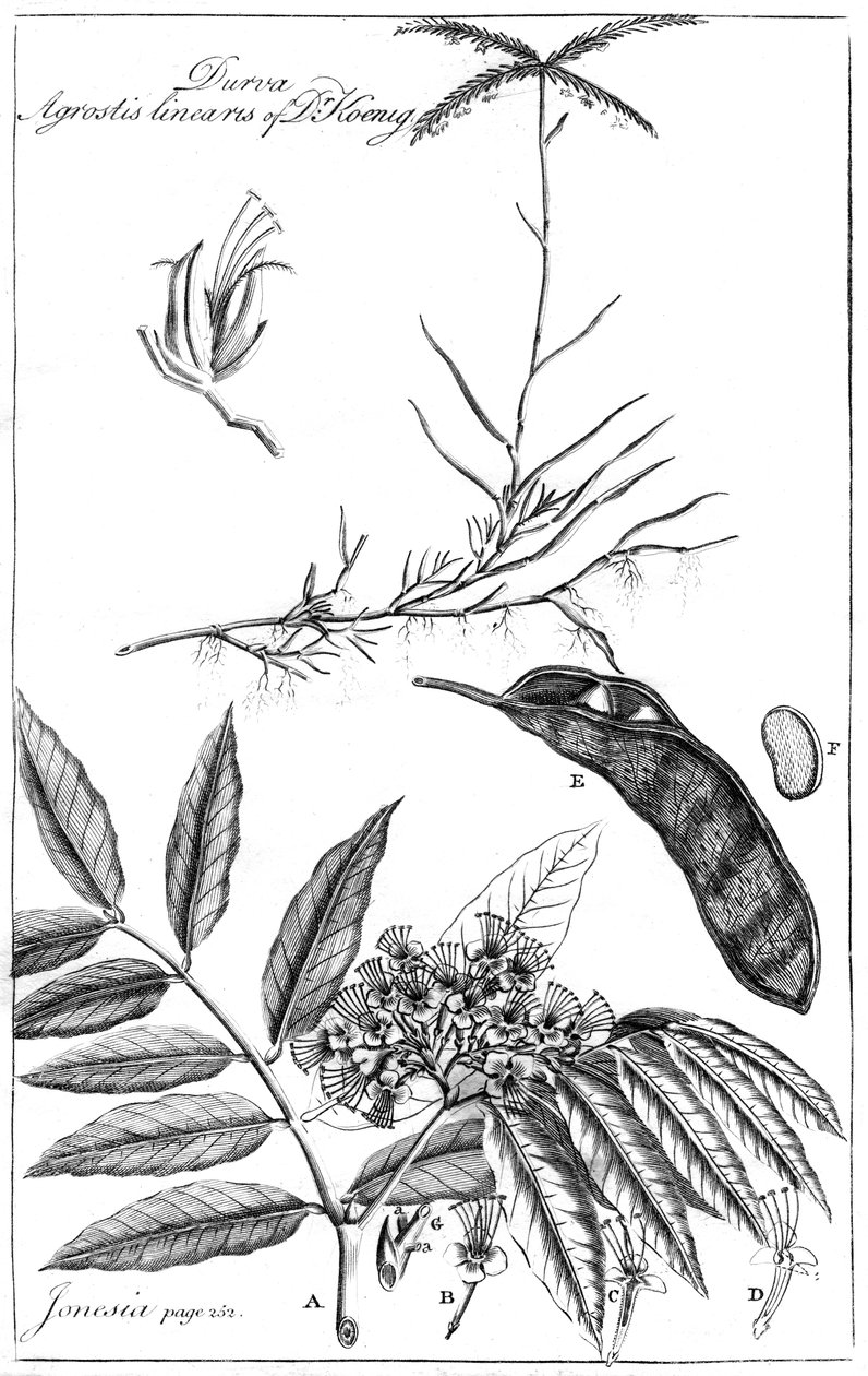 Durva Agrostis Linearis del Dr. Koenig de Unbekannt