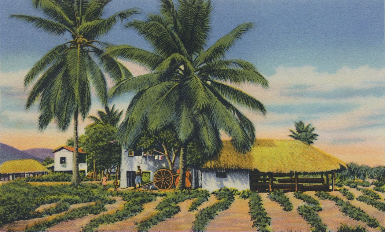 Cabañas indias orientales, Trinidad, B.W.I., c. 1940s de Unbekannt