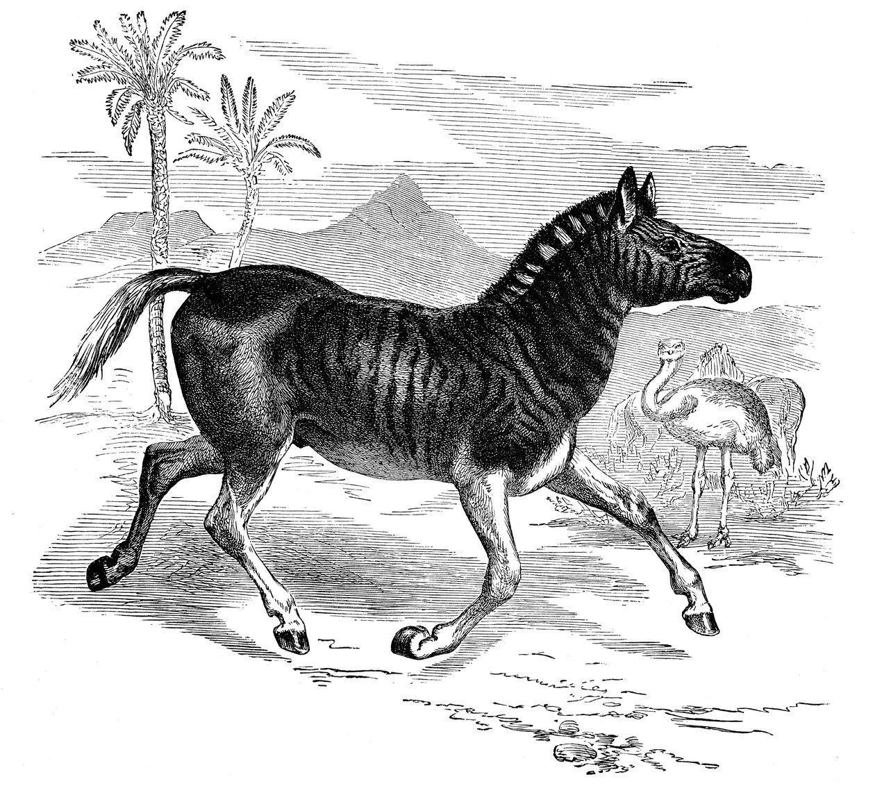 Grabado de una Quagga, 1884 de Unbekannt