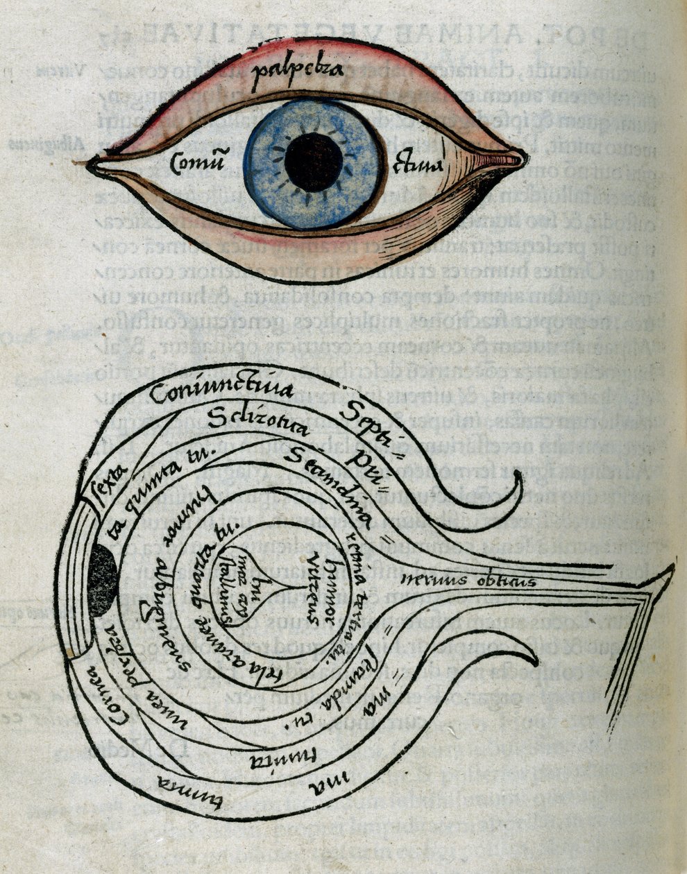 Estructura de los ojos de Unbekannt