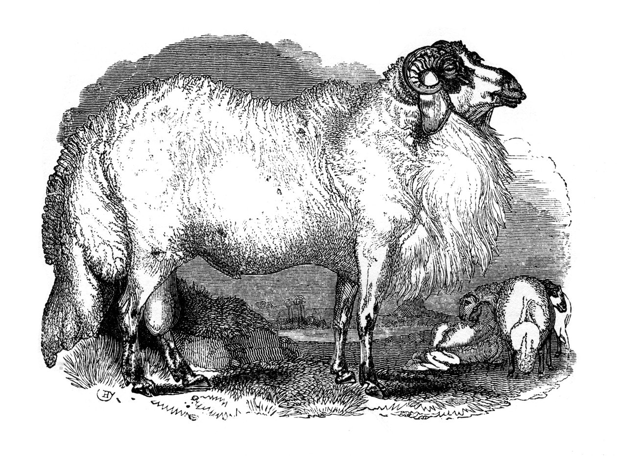 Oveja de cola gorda de Siria, 1848 de Unbekannt