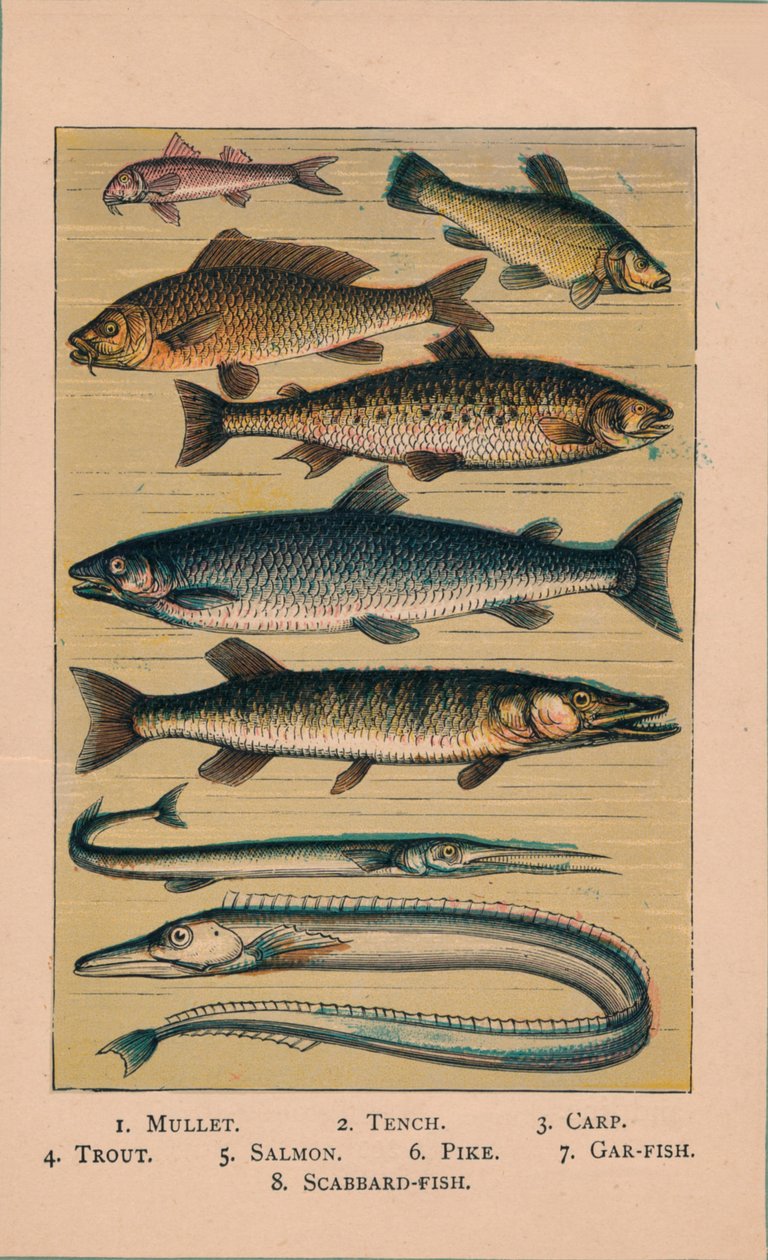 Peces, 1907 de Unbekannt