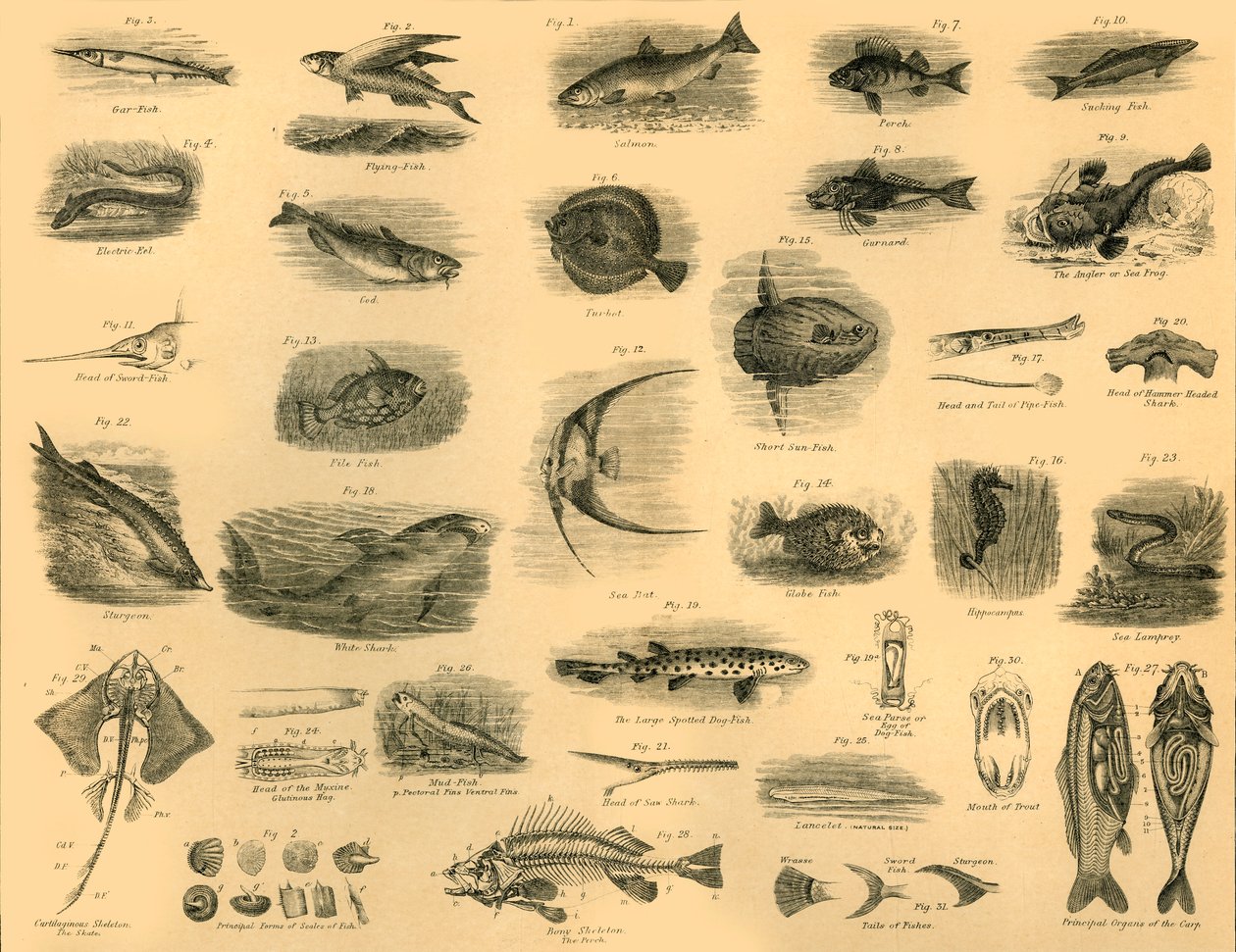 Peces, c1910 de Unbekannt