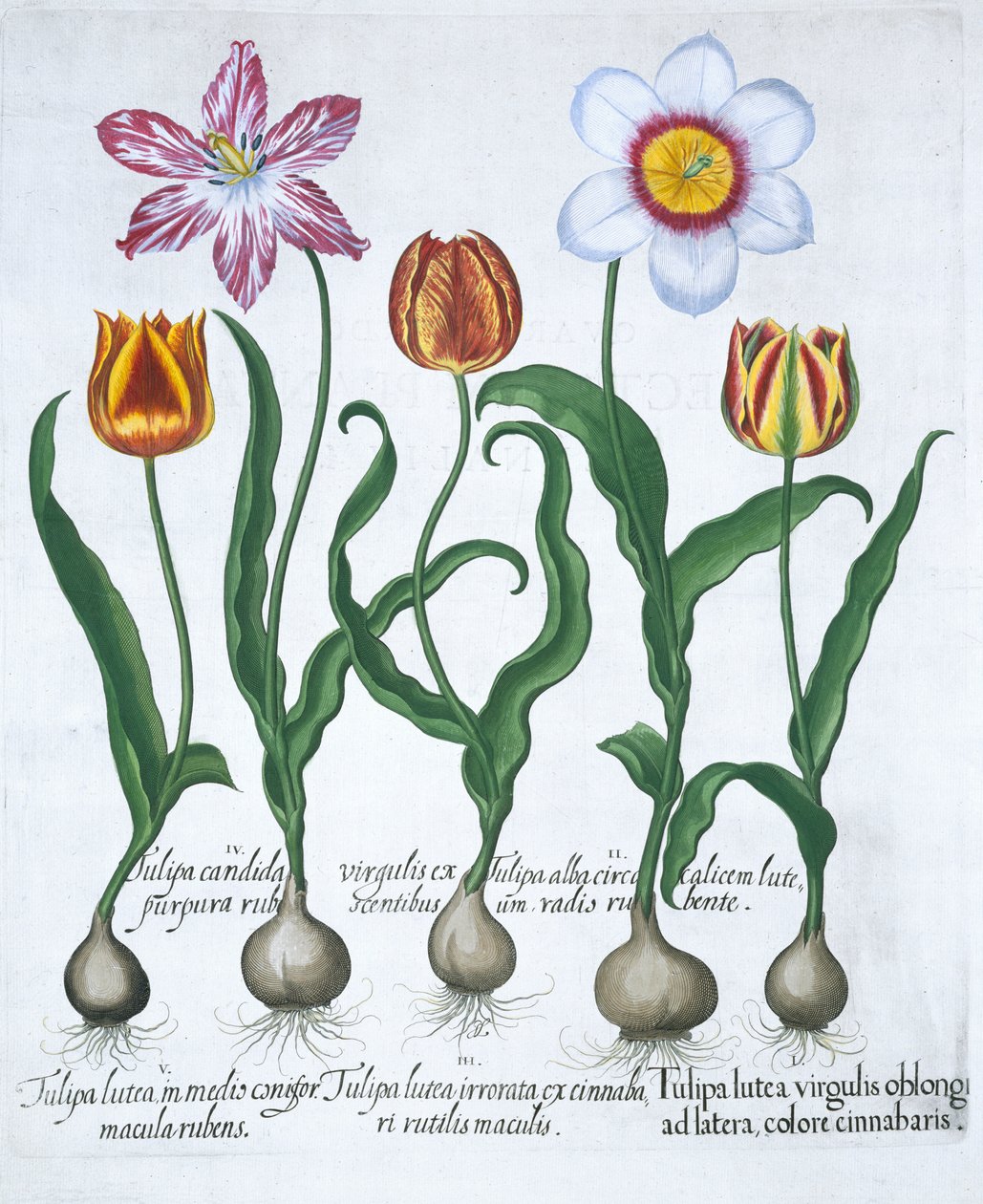 Cinco tulipanes, 1613 de Unbekannt