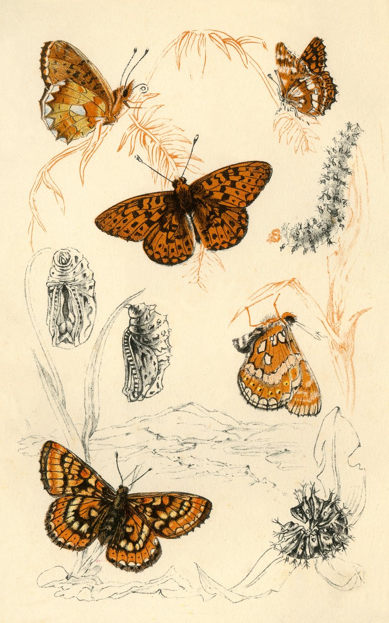 Mariposas fritilaria, siglo XIX de Unbekannt