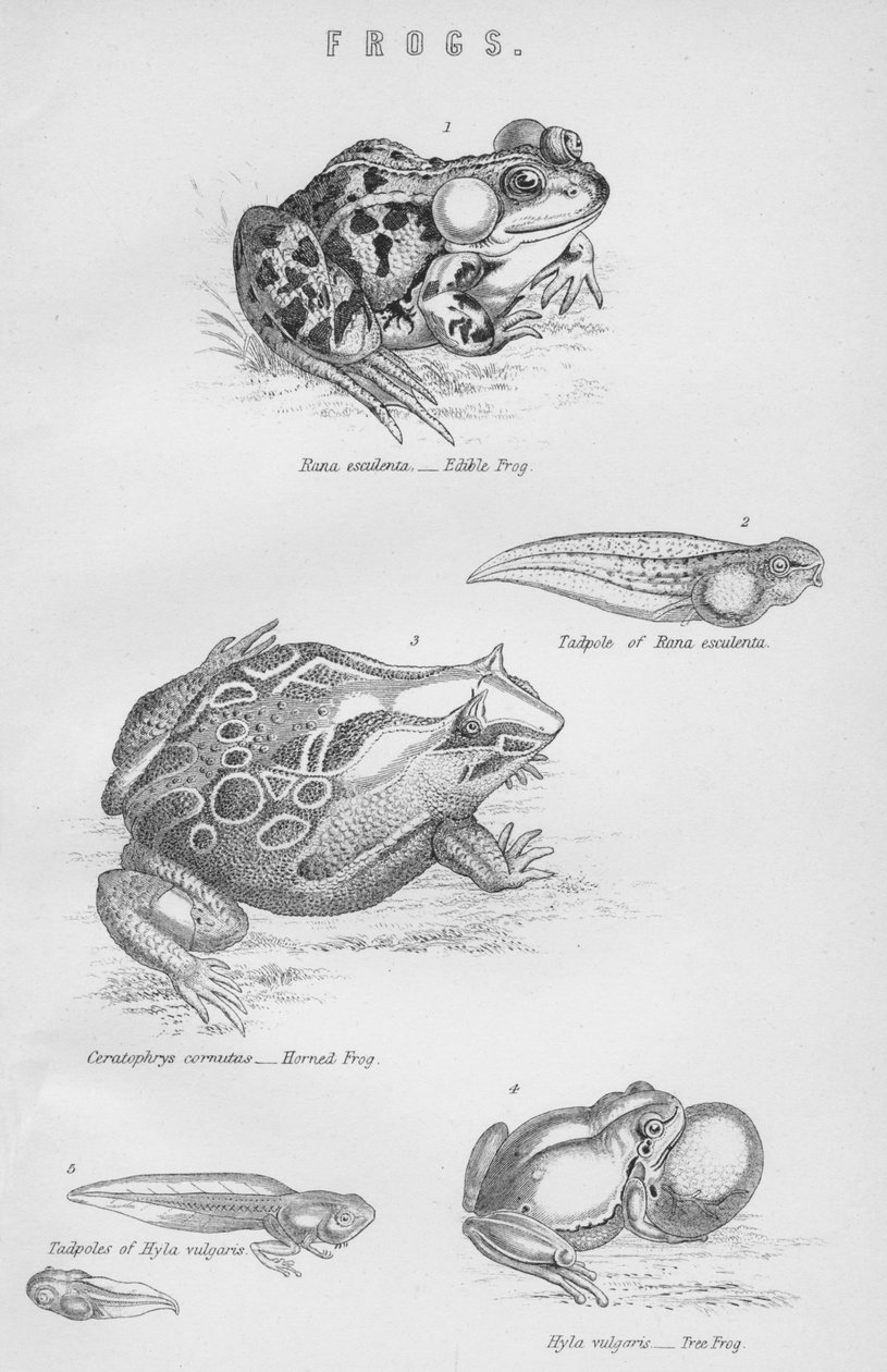 Ranas, siglo XIX de Unbekannt