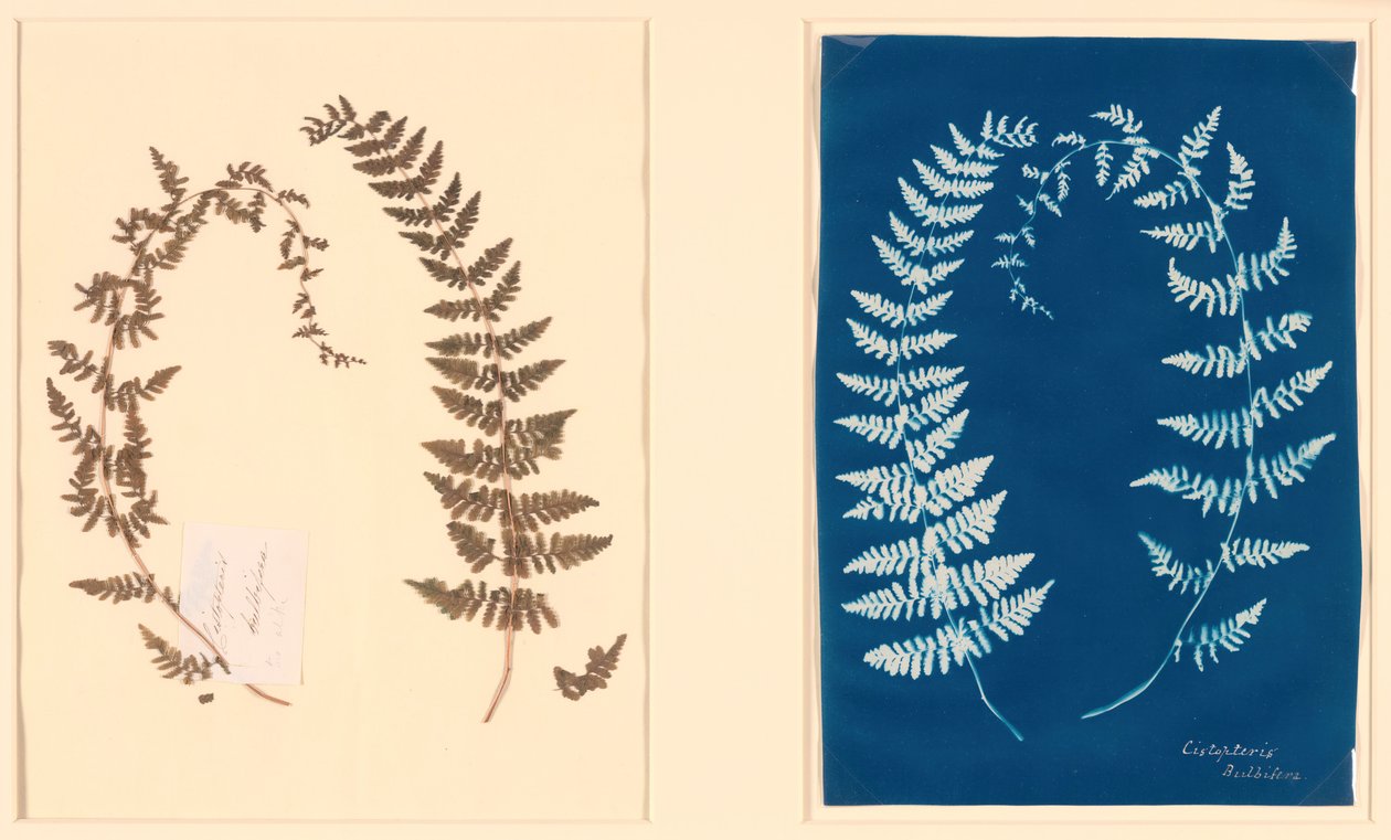 Del álbum Hatton Fern de Unbekannt