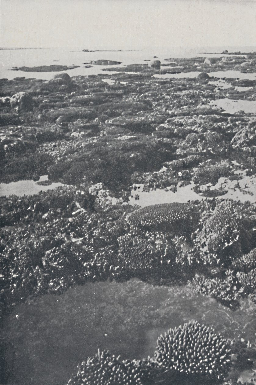Gran Barrera de Coral de Unbekannt