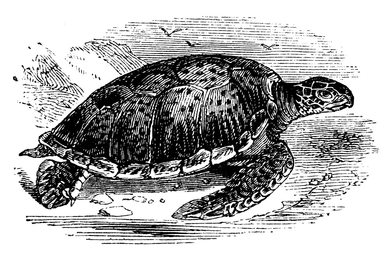 Tortuga verde Chelone mydas, c1890 de Unbekannt