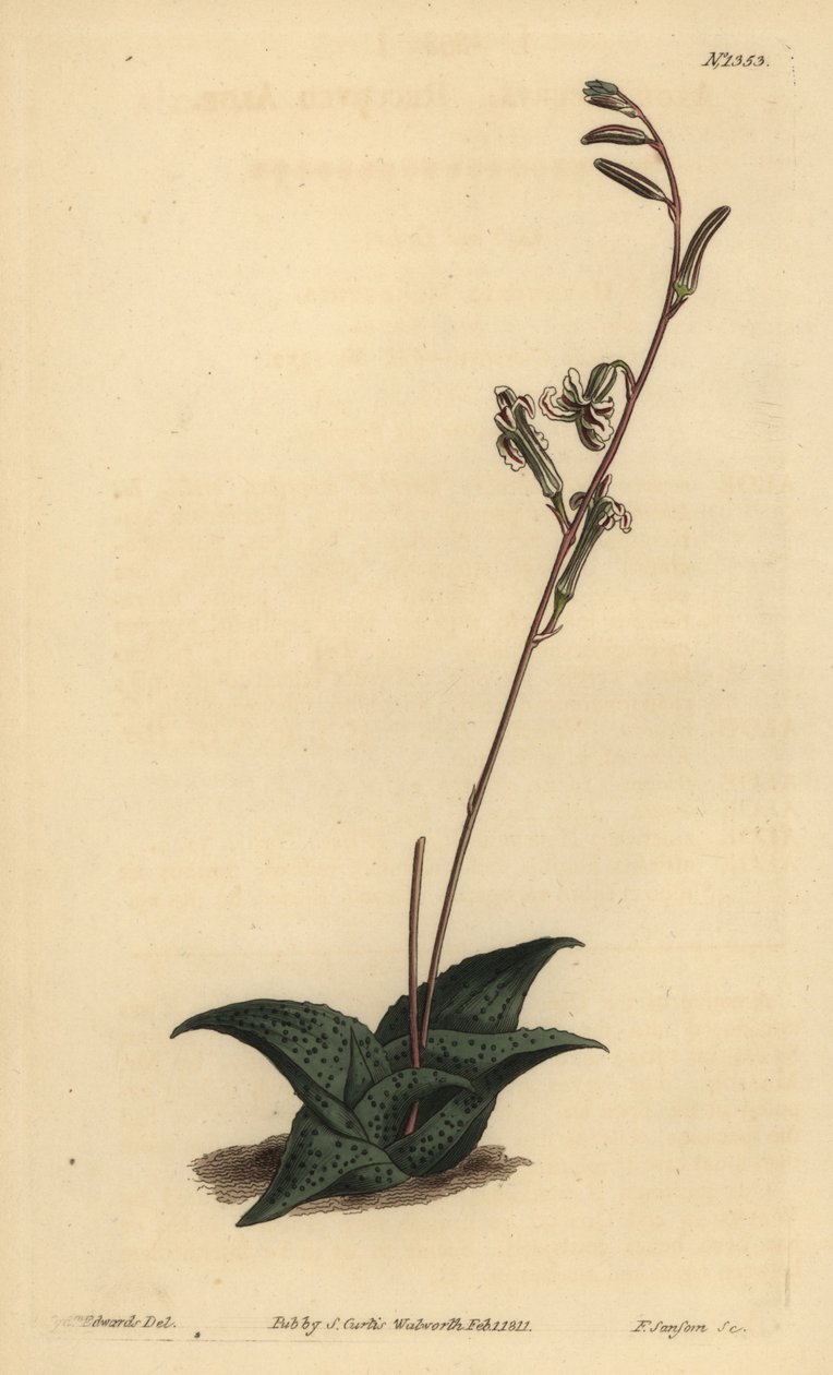 Haworthia venosa (Aloe recurvado, Aloe recurva) de Unbekannt