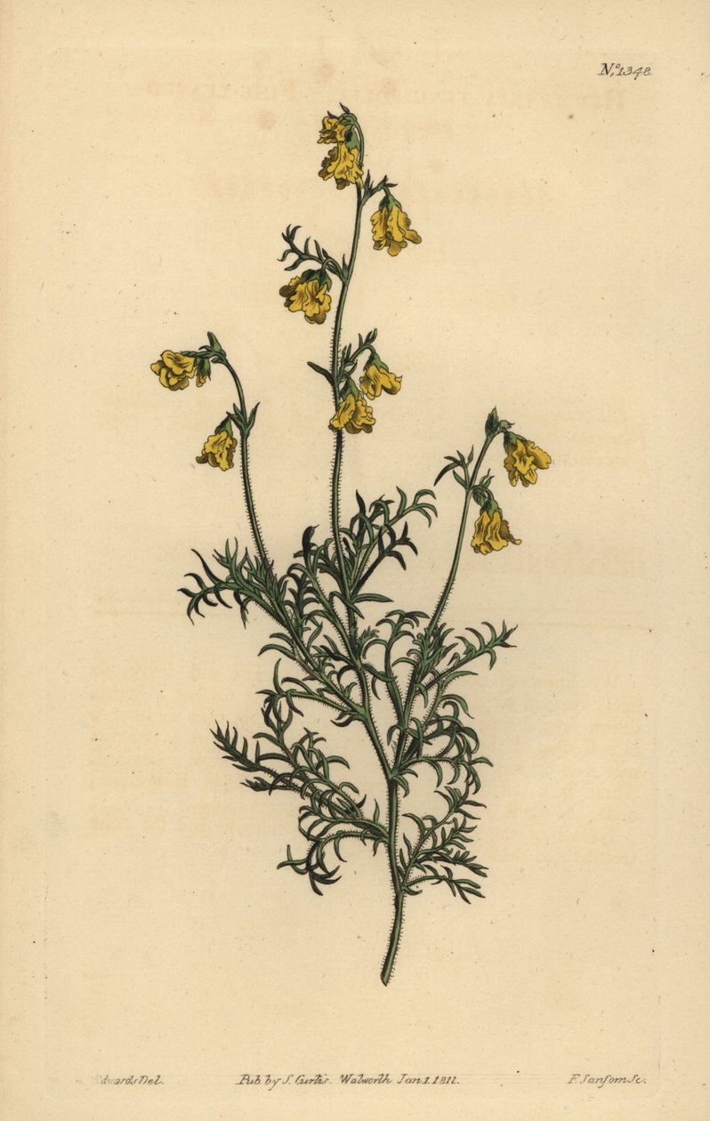 Hermannia confusa (Hermannia de hojas finas, Hermannia tenuifolia) de Unbekannt