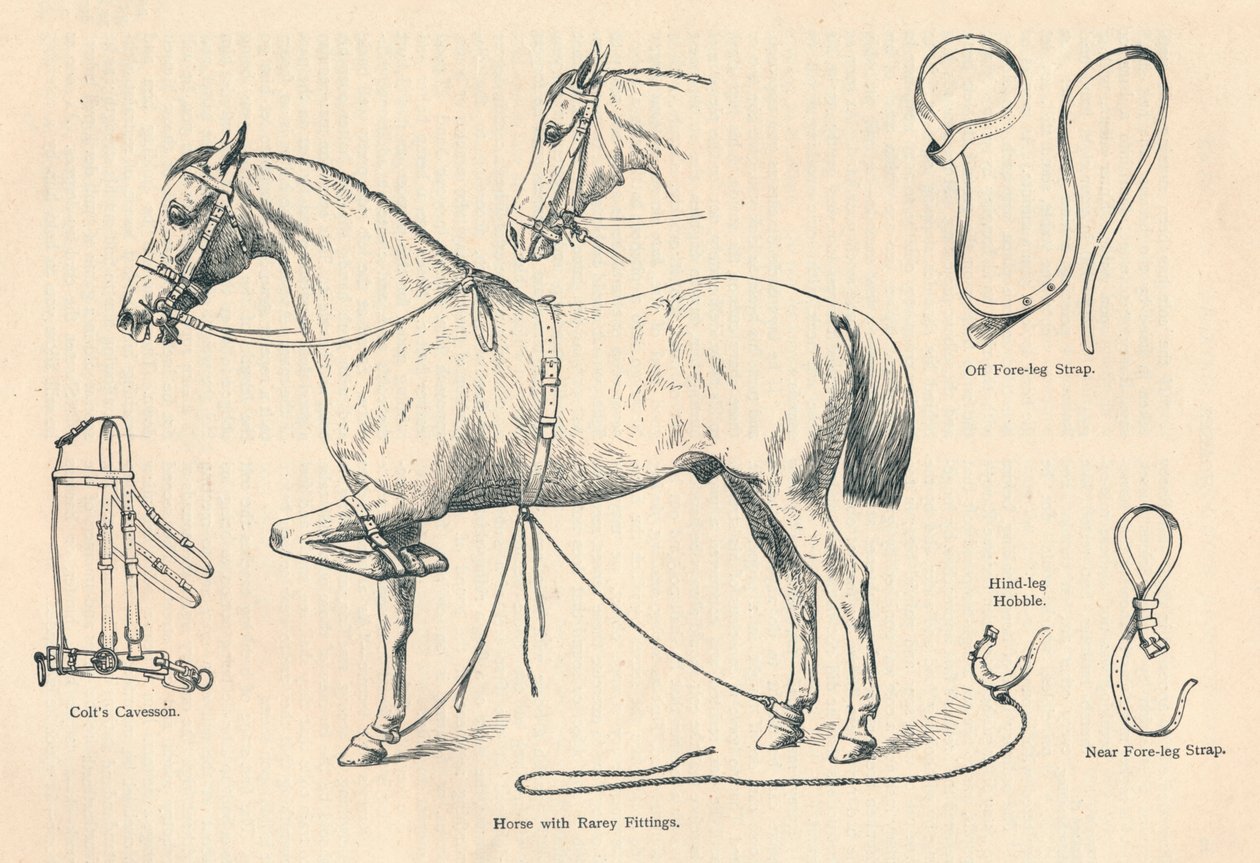 Caballo con accesorios Rarey, c1905 c1910 de Unbekannt