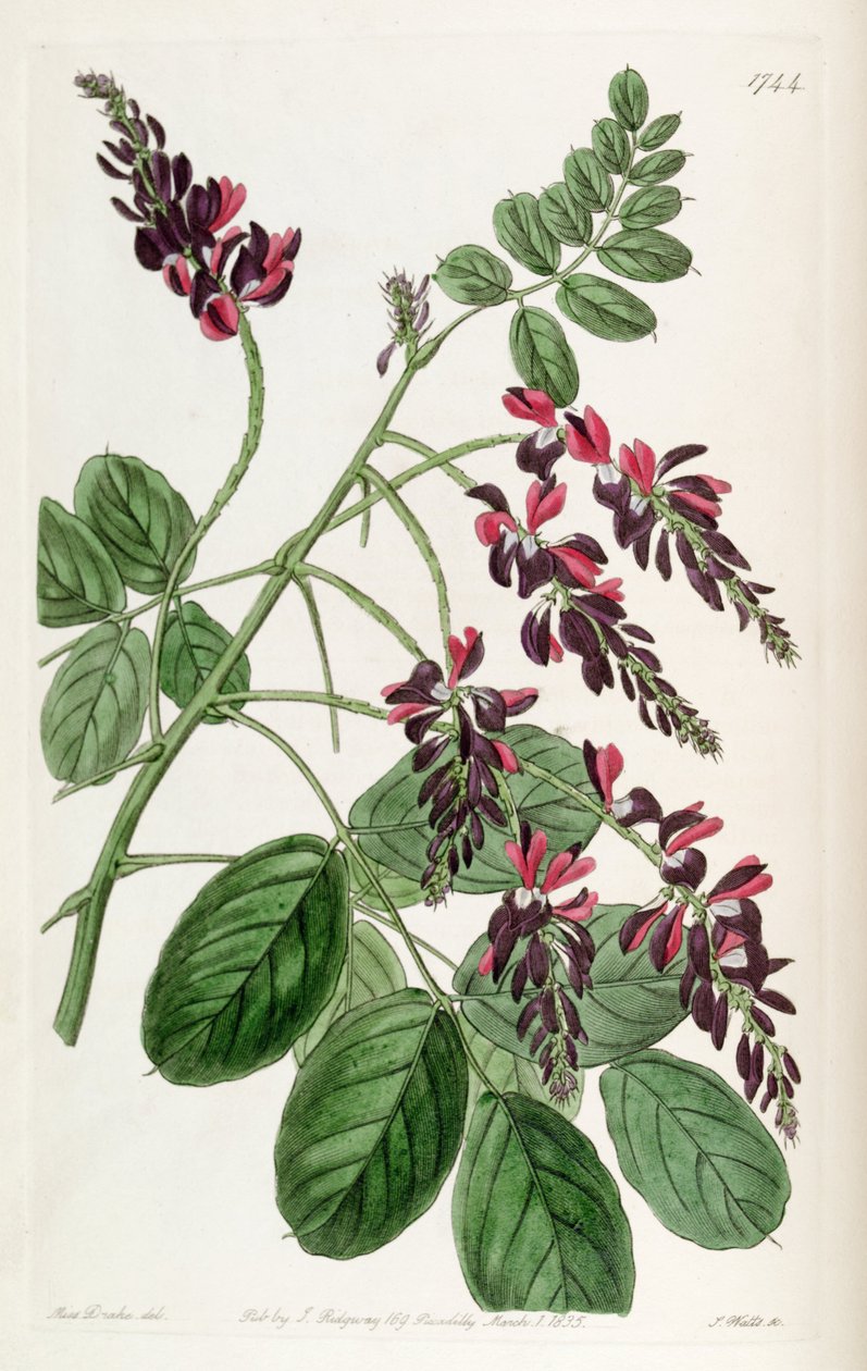 Indigofera atropurpurea de Unbekannt