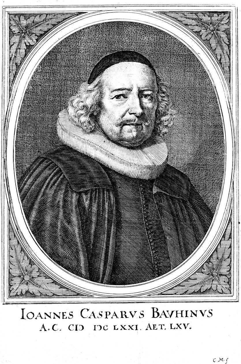 Jean Caspar Bauhin 1606-1659, médico y botánico suizo de Unbekannt
