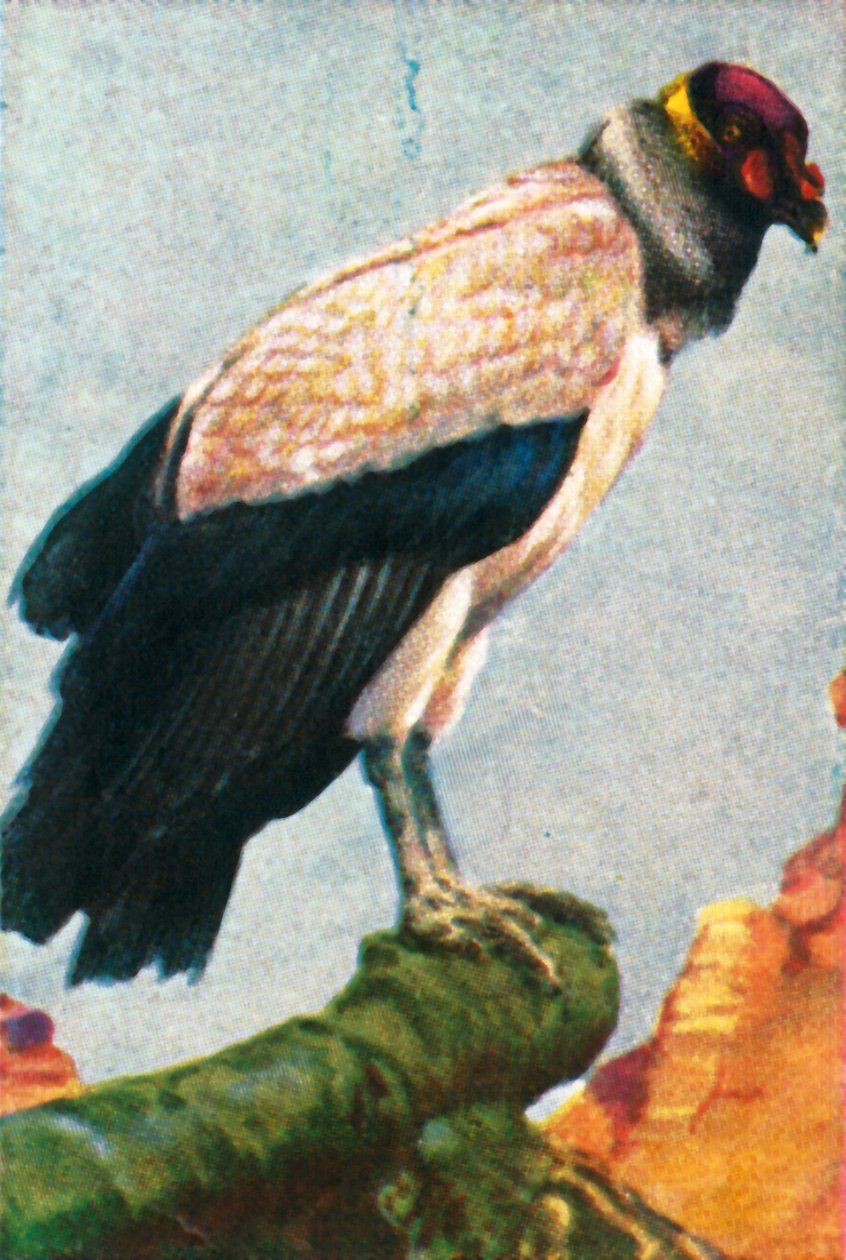 Buitre rey, c1928 de Unbekannt
