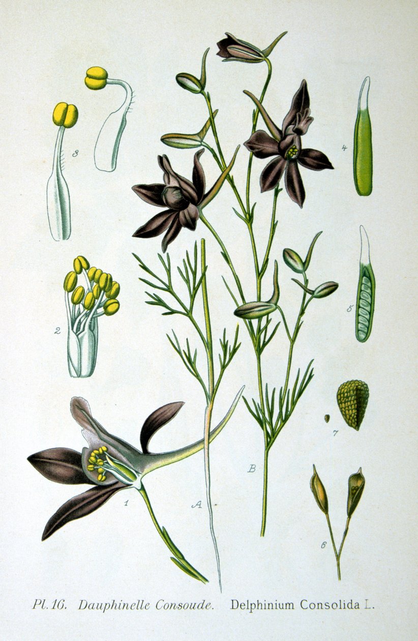 Espuela de caballero, 1893 de Unbekannt