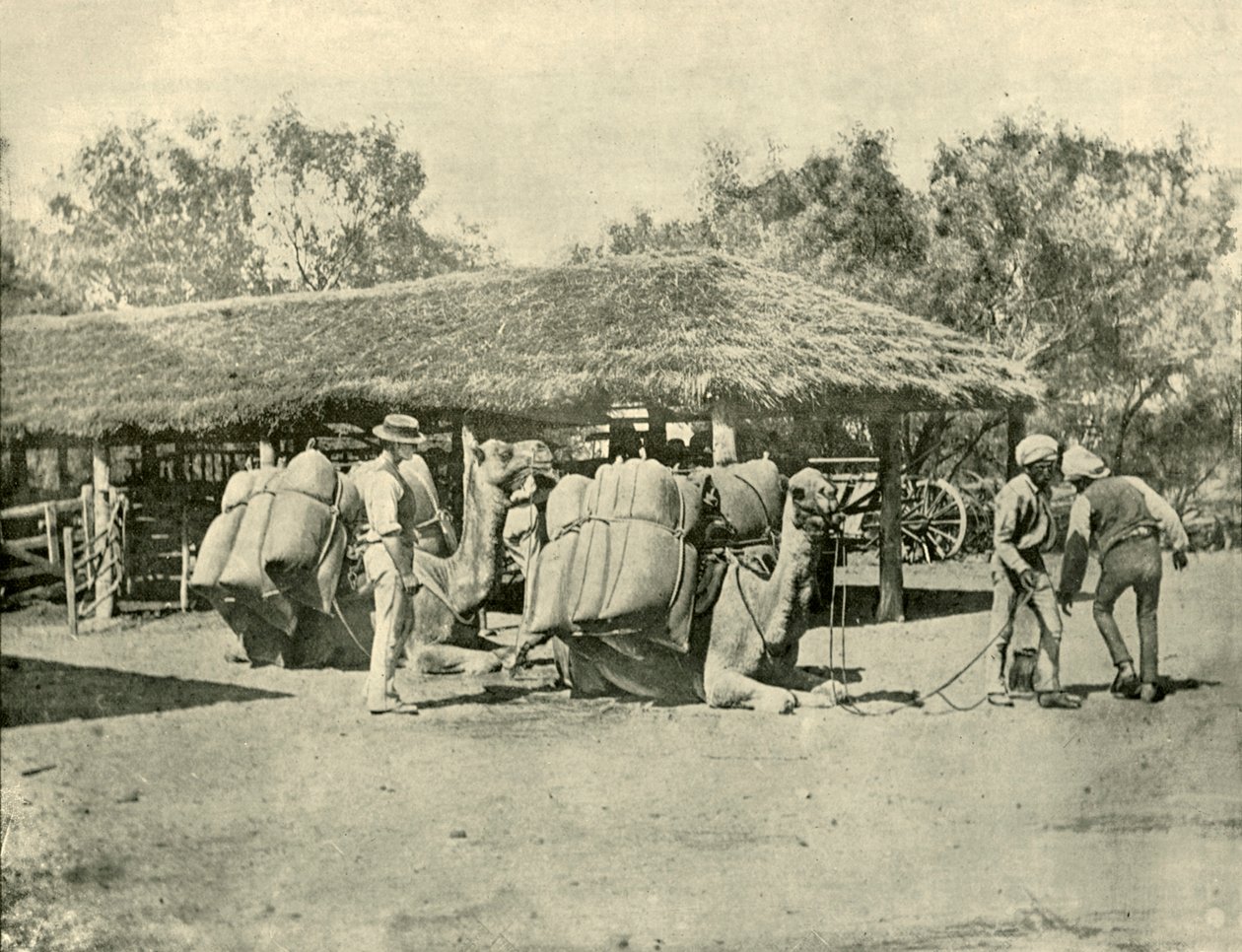 Cargando camellos, en una estación australiana, 1901 de Unbekannt