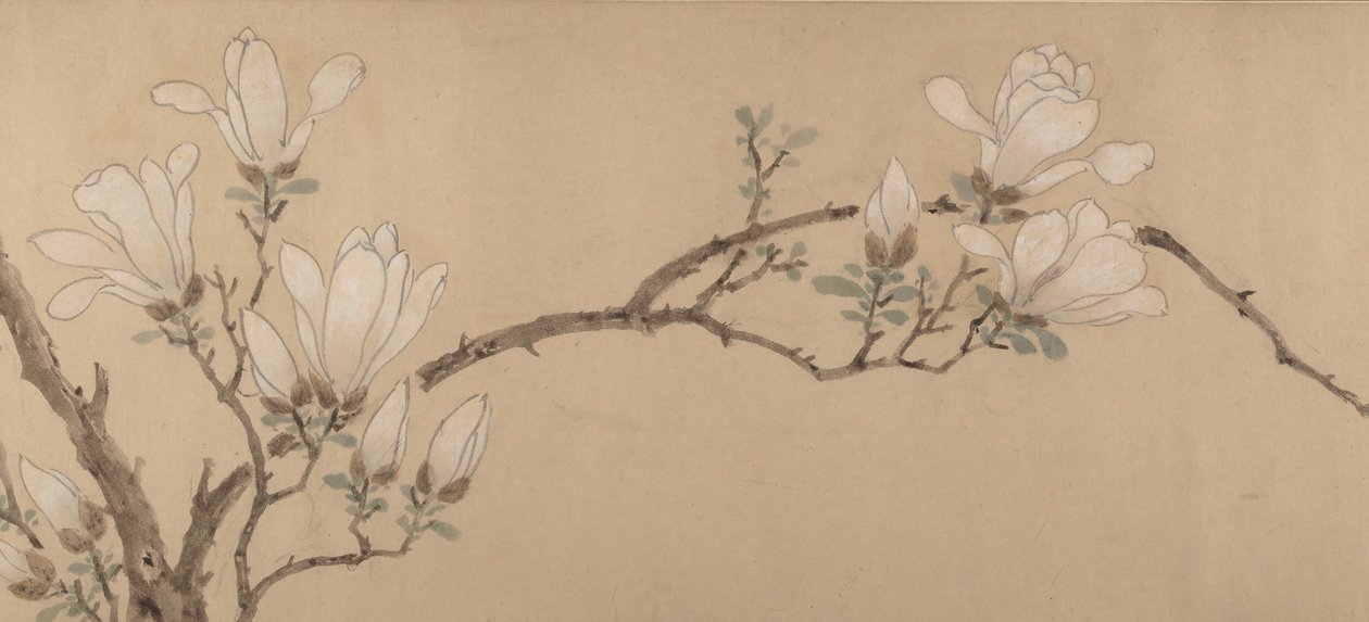 Magnolia, datado 1549 de Unbekannt