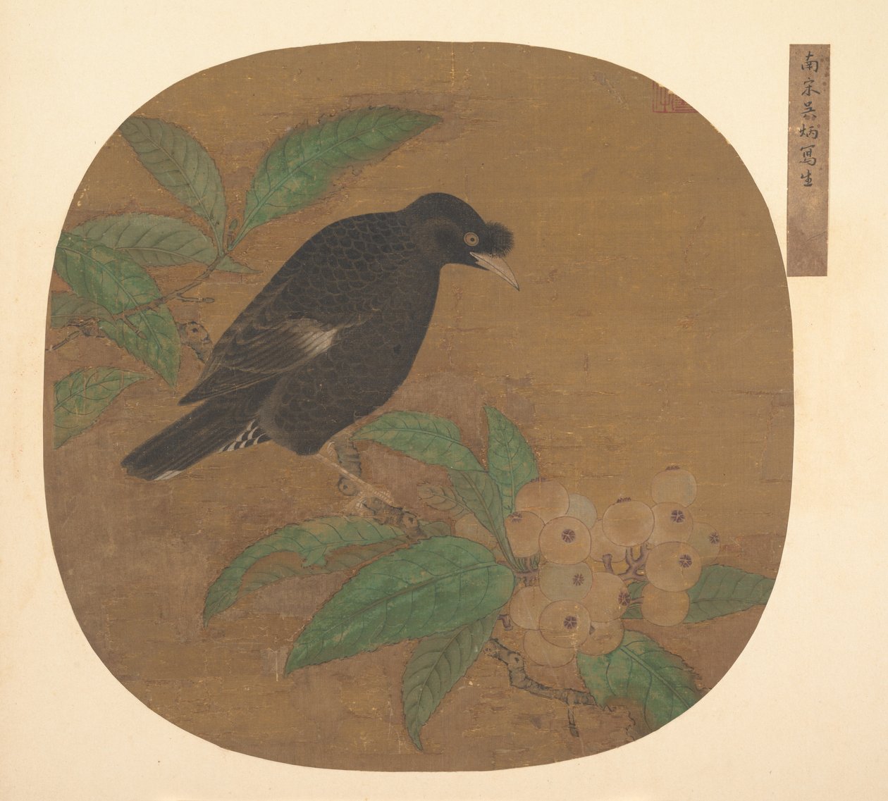 Pájaro Minah en una rama de níspero de Unbekannt