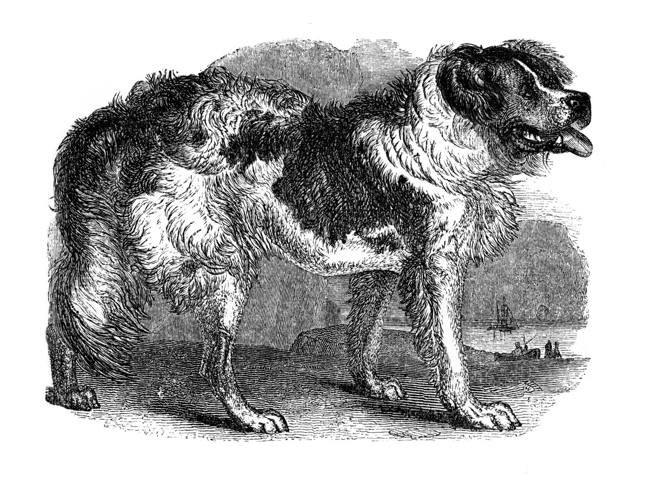 Perro de Terranova, 1848 de Unbekannt