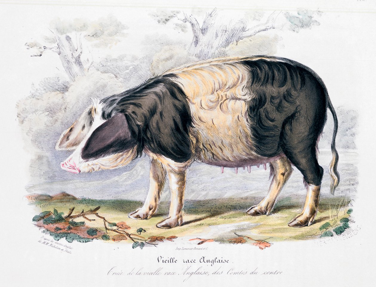 Raza de cerdo inglés antiguo, 1842 de Unbekannt