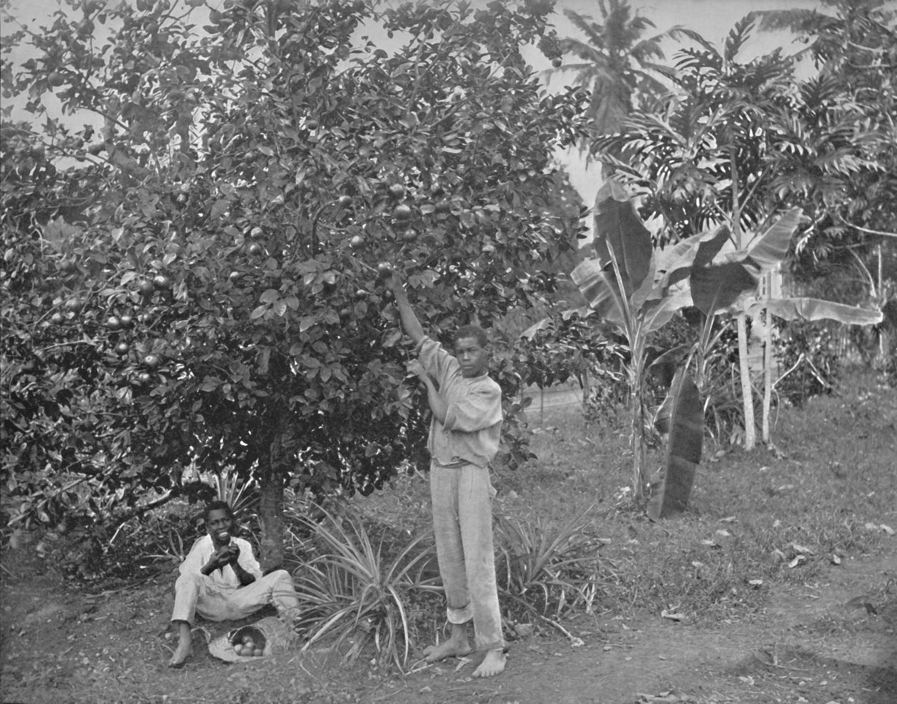 Recolección de naranjas en Jamaica, siglo XIX de Unbekannt