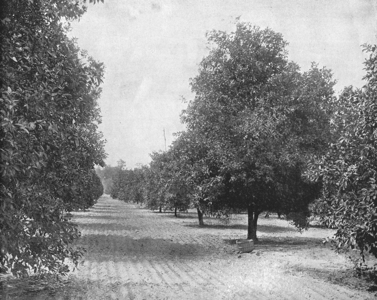 Naranjal, Sevilla, Florida, EE.UU., c. 1900 de Unbekannt