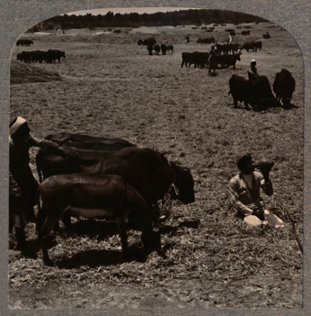 Bueyes trillando maíz, c. 1900 de Unbekannt