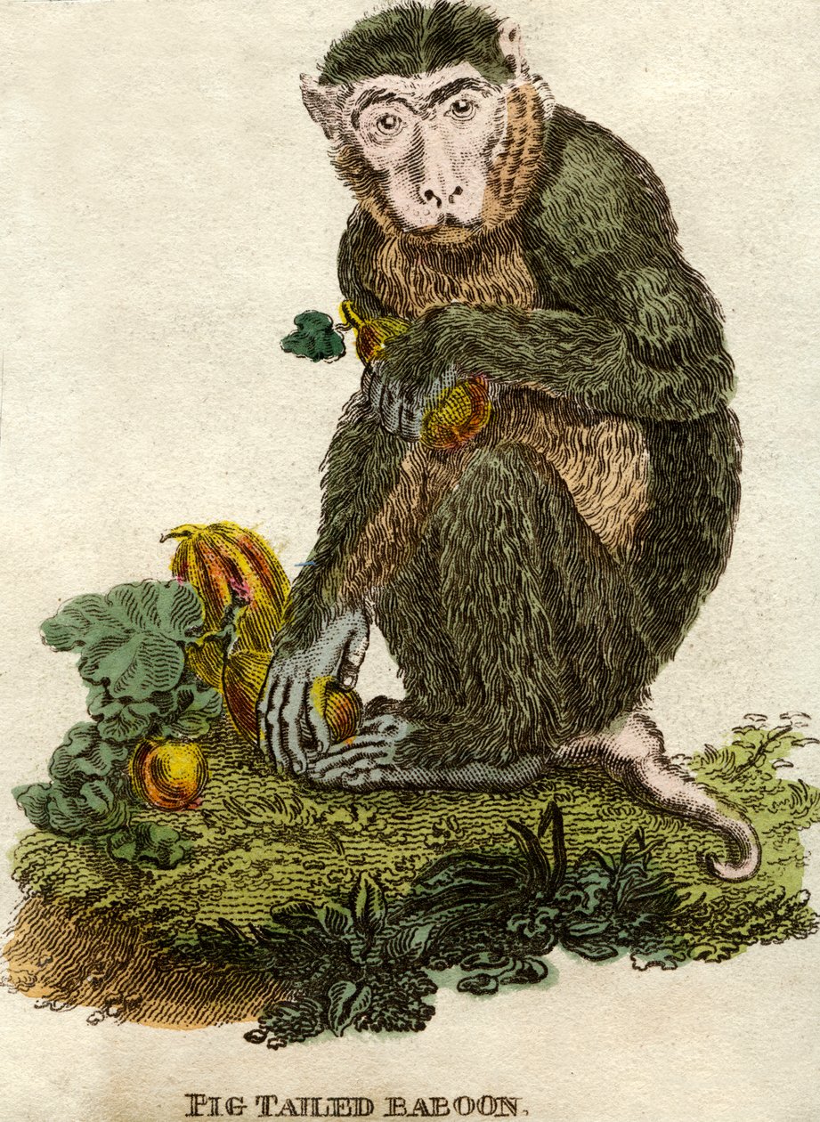 Babuino con coleta de Unbekannt