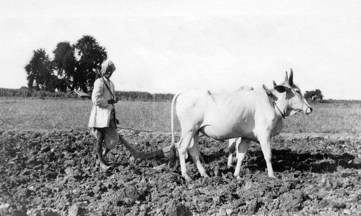 Arando en India de Unbekannt
