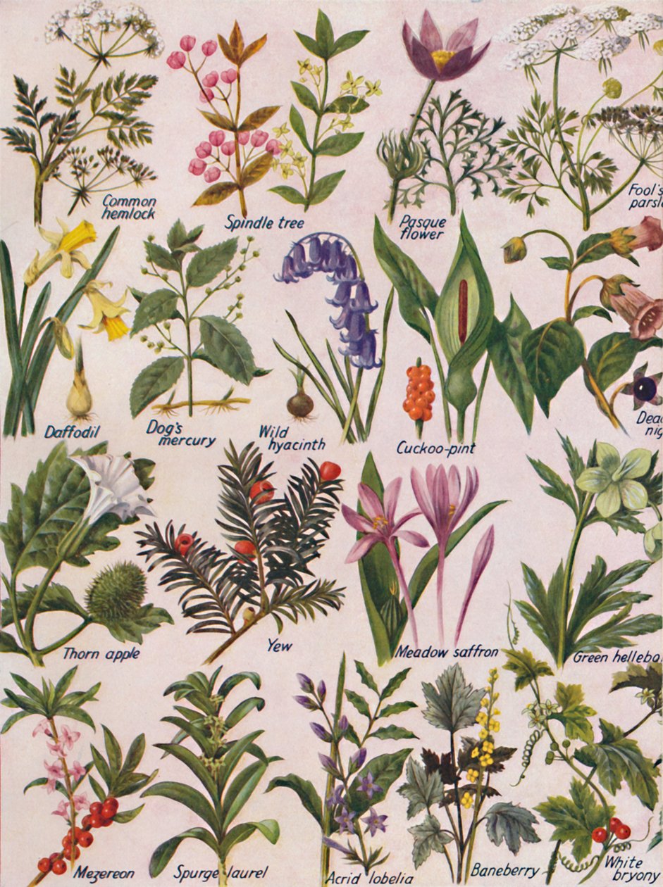 Plantas venenosas encontradas en las Islas Británicas de Unbekannt