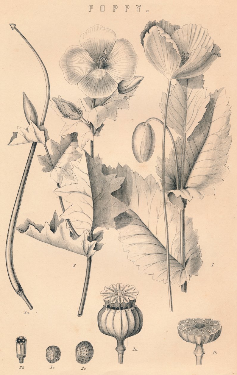 Amapola, siglo XIX de Unbekannt