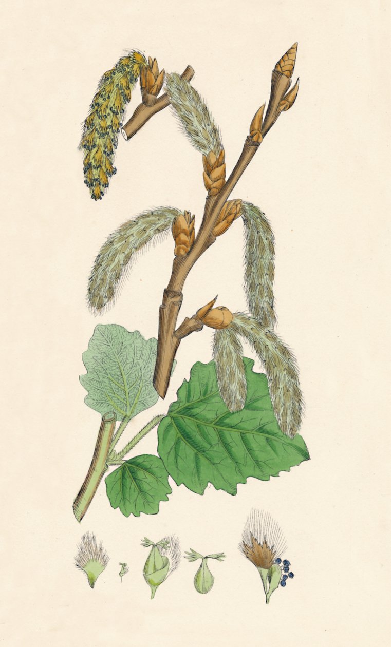 Populus canescens. Álamo gris, siglo XIX de Unbekannt