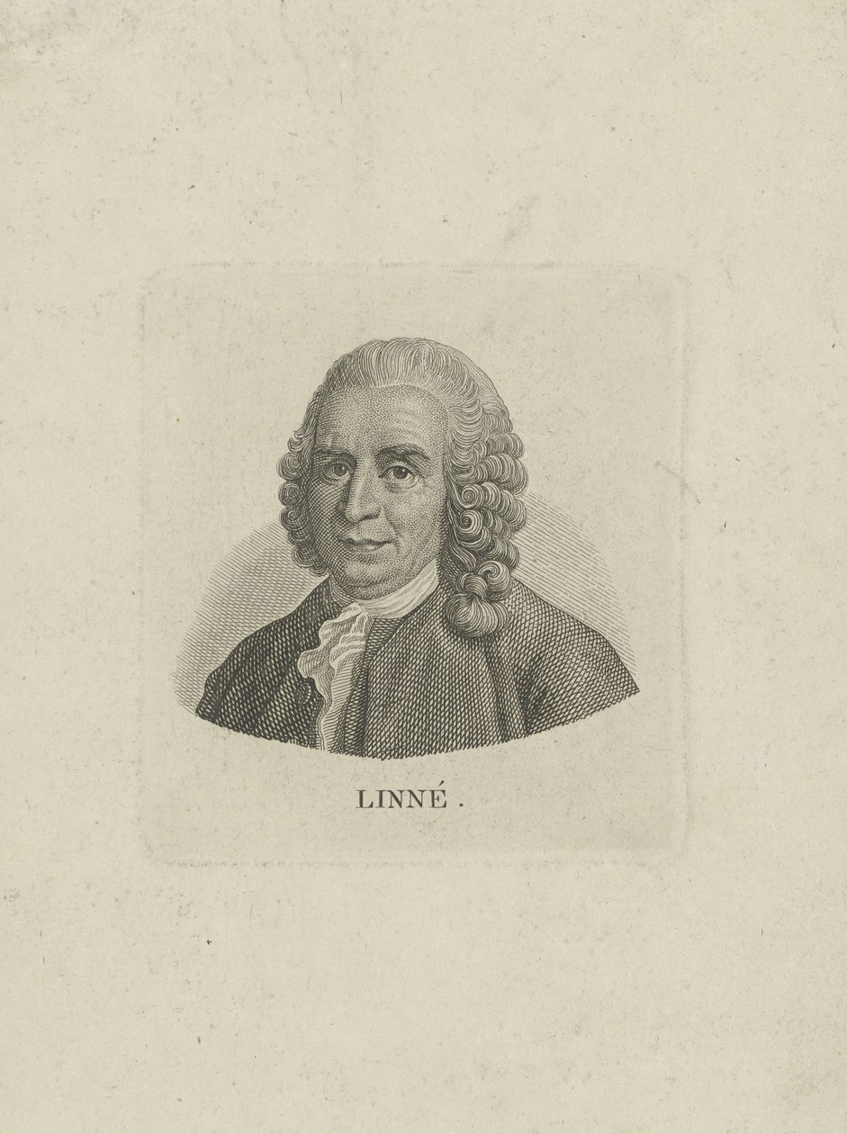Retrato de Carl Linnaeus 1707-1778, c. 1780 de Unbekannt