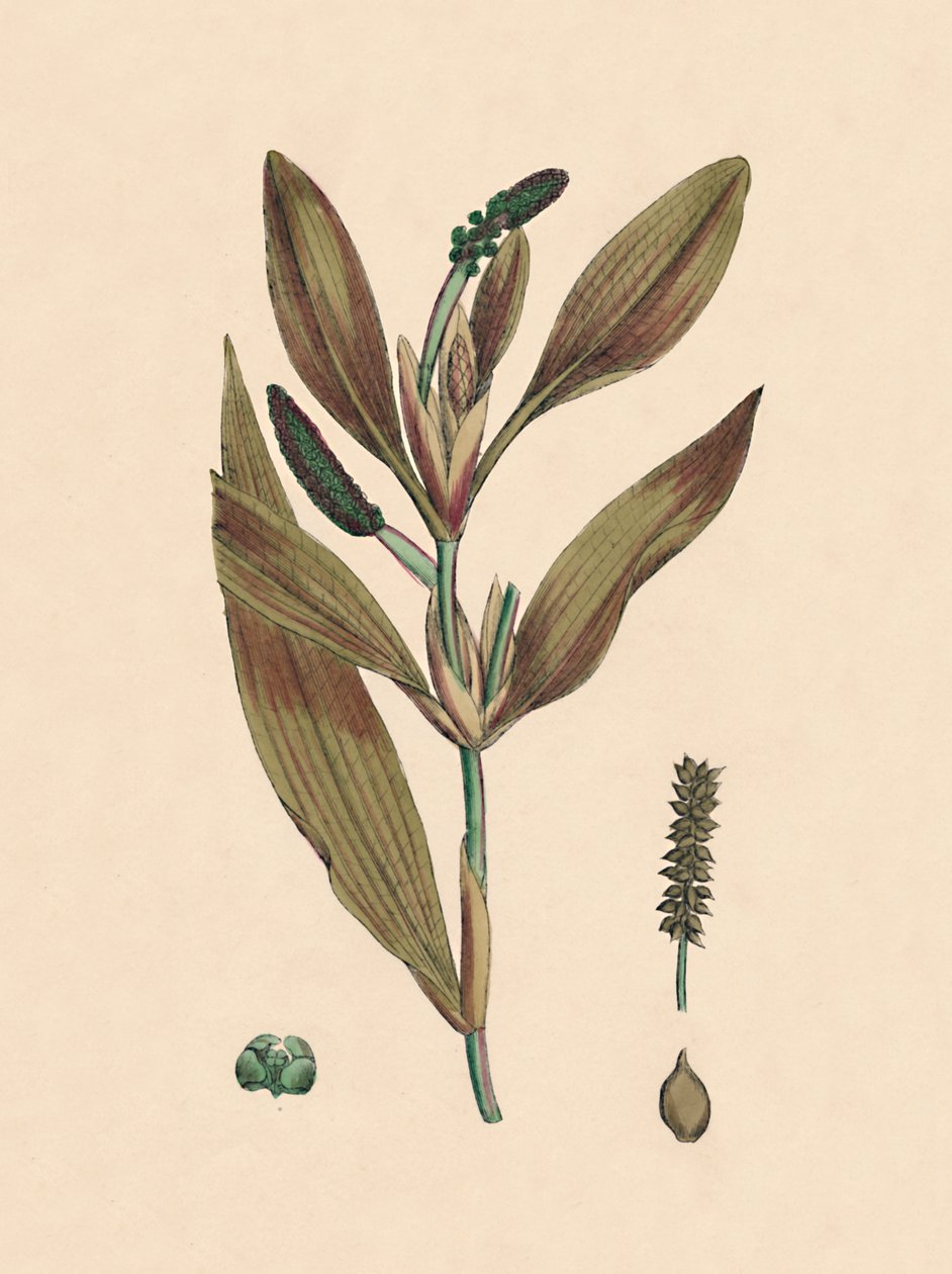 Potamogeton rufescens. Hierba de estanque rojiza, siglo XIX de Unbekannt