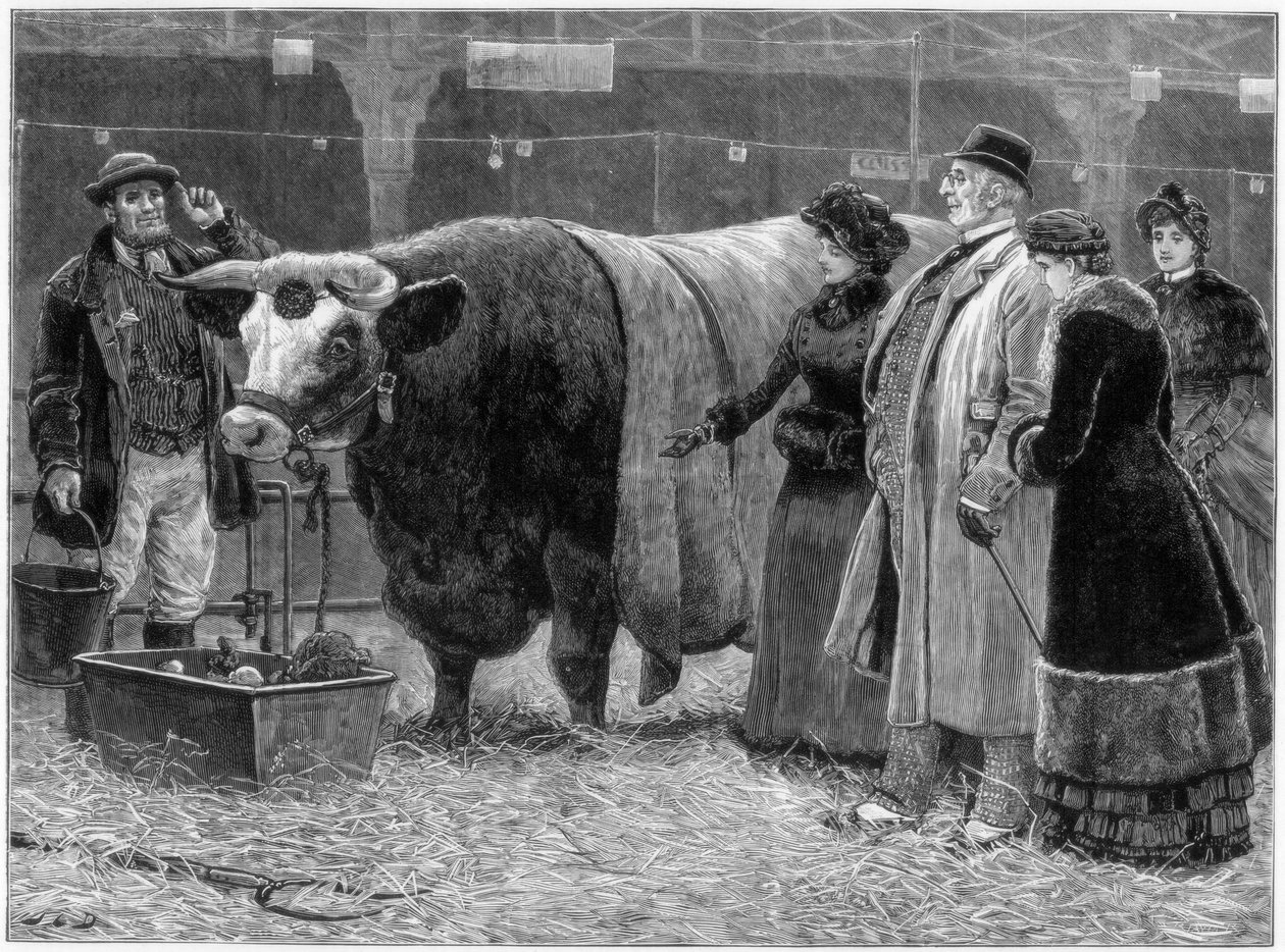 Toro premiado, 1883 de Unbekannt