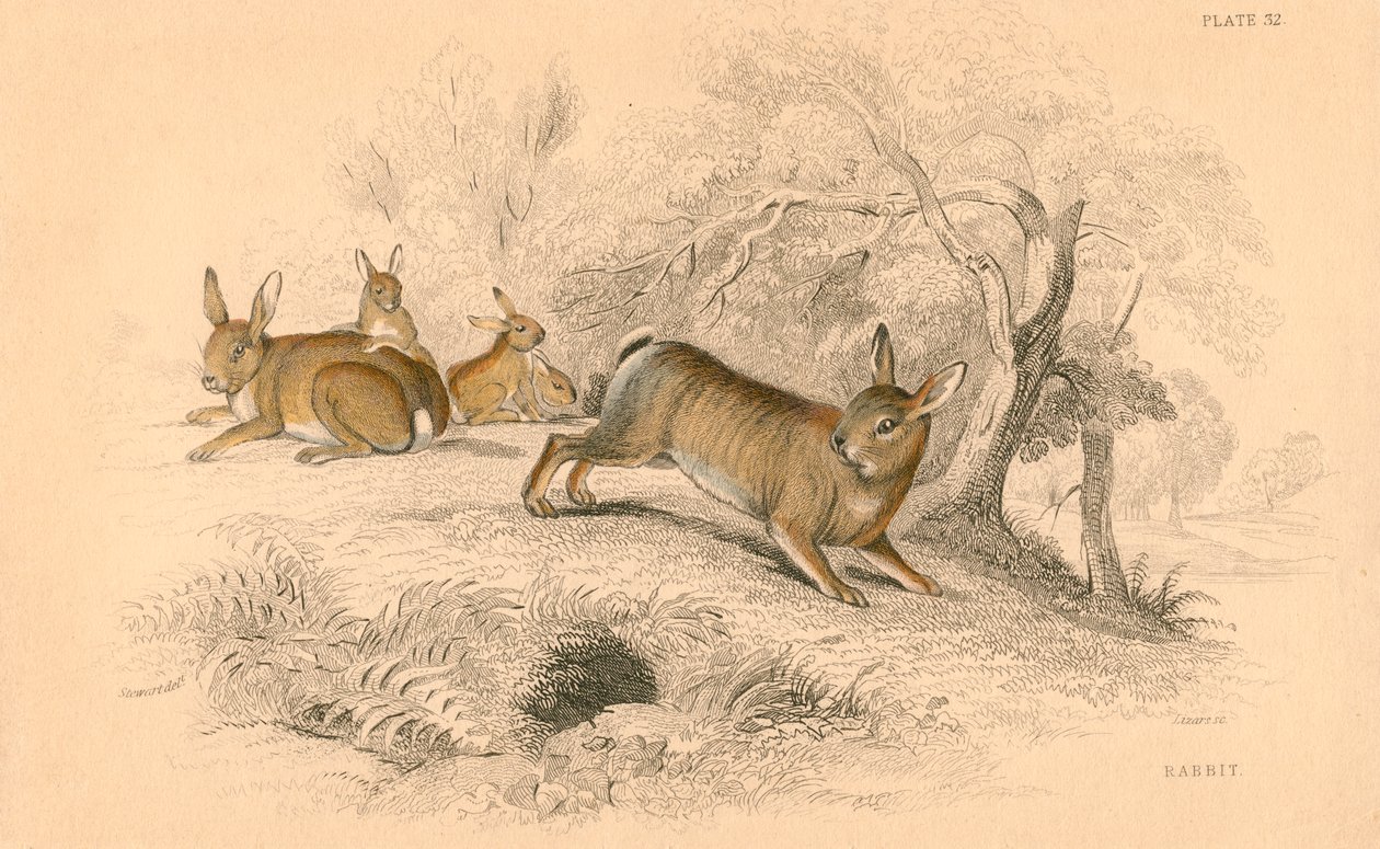 Conejo Oryctolagus cuniculus, 1828 de Unbekannt