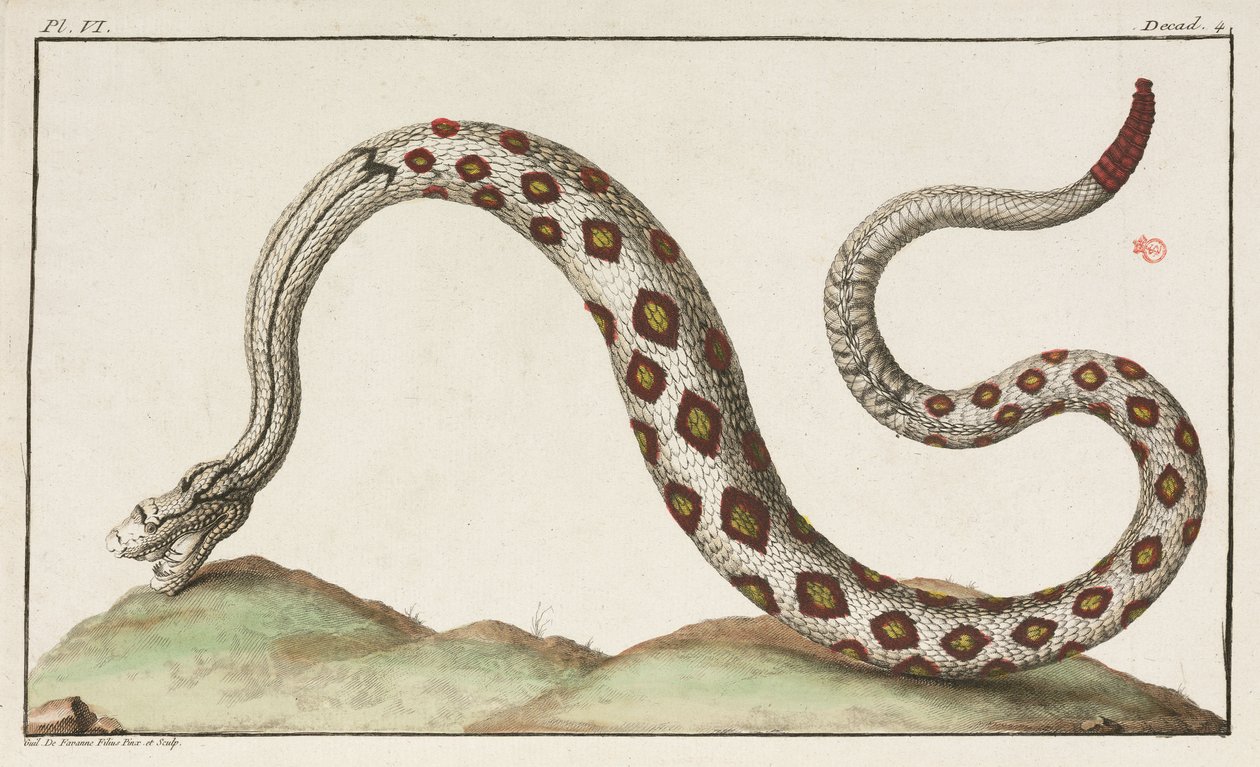 Serpiente de cascabel de Unbekannt