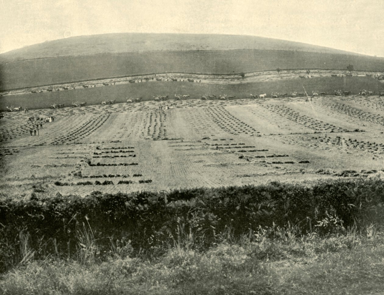 Competencia de segadora y atadora, Mount Blowhard, cerca de Ballarat, 1901 de Unbekannt