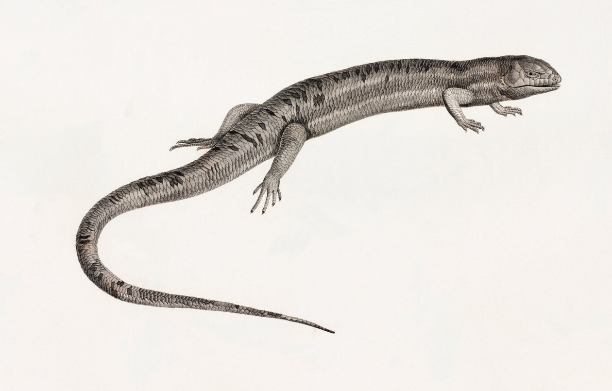 Reptiles: anolis gigantes de Unbekannt